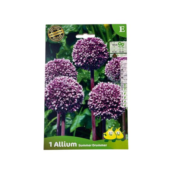 10 X Allium Hybr. 'Summer Drummer' - Blumenzwiebeln-image
