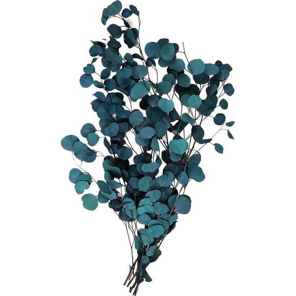 Fiori Secchi Di Eucalipto Veri, Fiori Secchi Di Eucalipto Bouquet Di Fiori Secchi Di Alta Qualità Pura Pianta Naturale Foglia Rotonda Vita Eterna E Mantenere Fresco, Decorazione Fiori Secchi Per La Festa-image