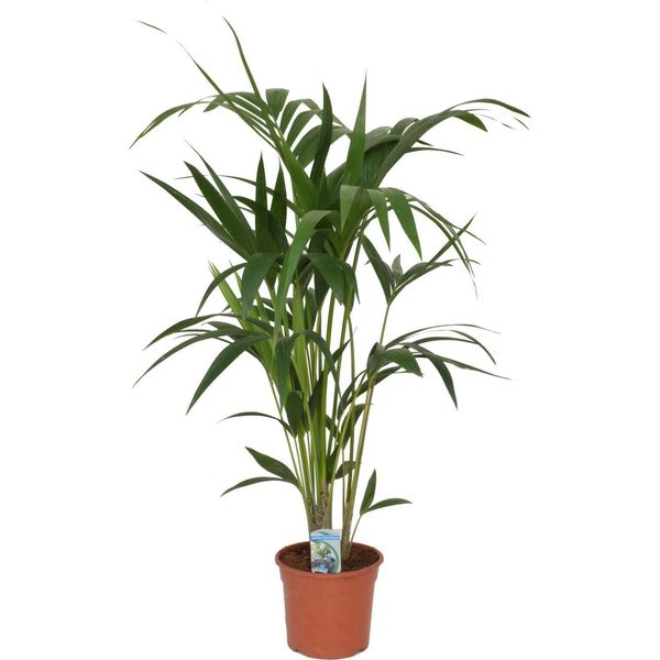 Palma Kentia (Howea Forsteriana) 100-120 Cm - Elegante Pianta Tropicale Per Interni-image