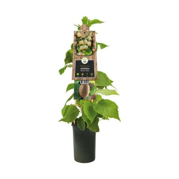 Pianta Di Kiwi Maschio Atlas 50-70 Cm - Actinidia Chinensis - Fertilizzante Per Kiwi Femmina - Resistente All'inverno-image