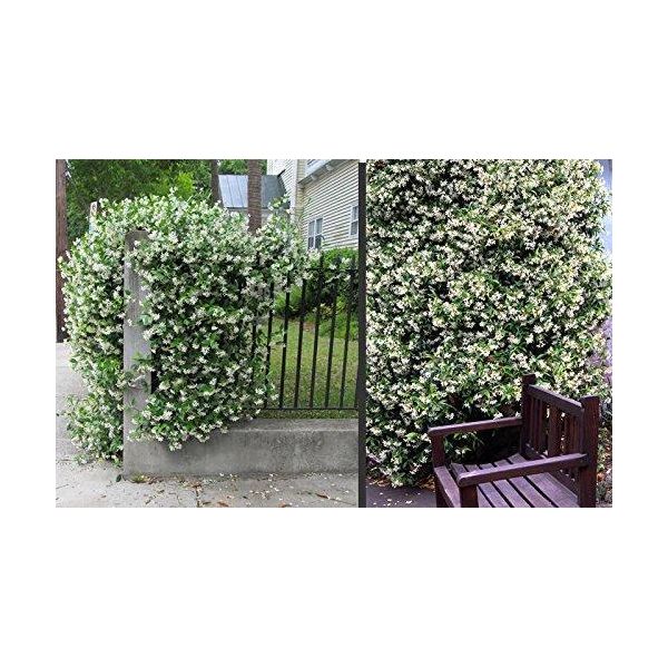 Gelsomino Stellato 30-50 Cm - Pianta Rampicante Sempreverde, Profumata E Resistente | Trachelospermum Jasminoides-image