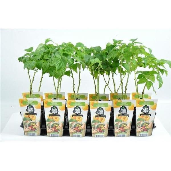 Rubus Idaeus 'Fallgold' - Lampone Giallo, 60-70 Cm | Resistente All'inverno, Dolce E Aromatico | Lampone Autunnale Per Giardino E Balcone-image