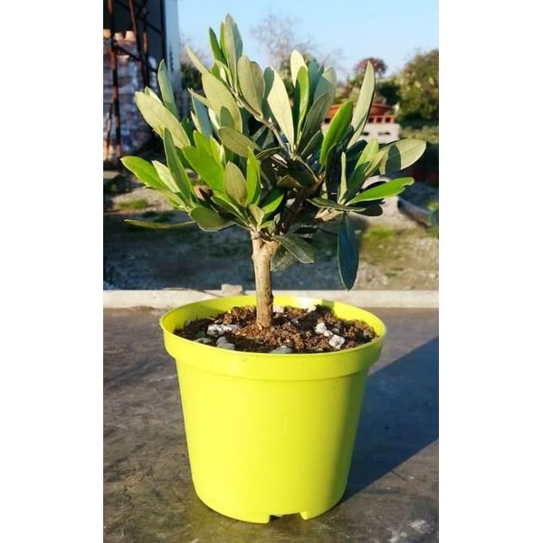 Ulivo Olea Europea Fusto 20 Cm - Topiaria Per Giardino, Terrazza E Balcone-image