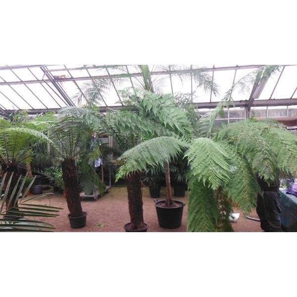 Felce Arborea Dicksonia Antarktica 30 Cm - Reliquia Primordiale Per Il Giardino, Pianta Esotica, Tropicale, Facile Da Curare, Per Interni Ed Esterni-image