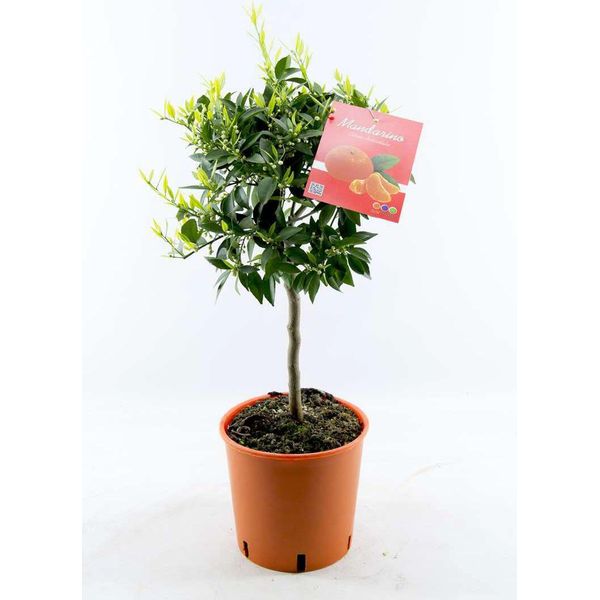 Albero Di Mandarino 80-100 Cm - Citrus Reticulata - Pianta Di Mandarino In Vaso - Pianta Di Agrumi Per Giardino, Balcone E Terrazzo-image