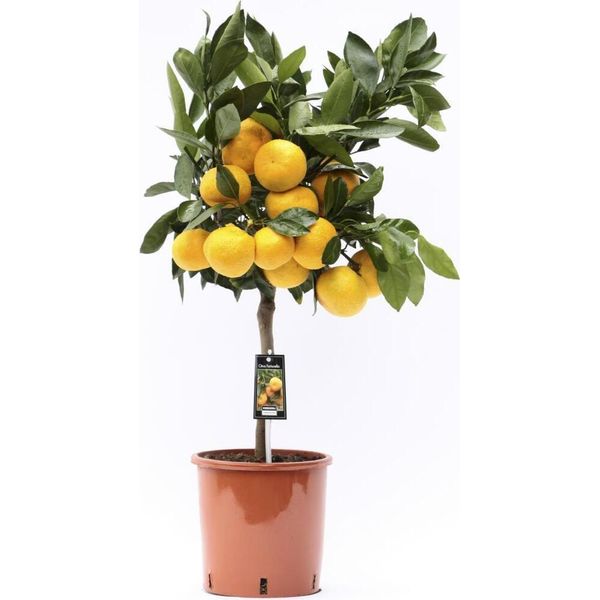 Mandarino Satsuma 70-100 Cm - Citrus Unshiu - Albero Di Satsuma - Agrumi Freschi Per Il Giardino E Il Terrazzo, Resistenti, Ad Alto Rendimento-image
