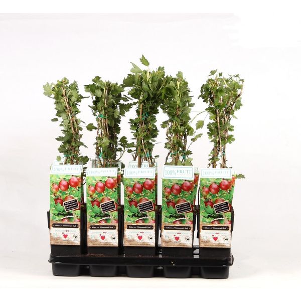 Ribes Uva-Crispa HinnonmäKi RöD - Uva Spina Rossa Ribes Uva-Crispa HinnonmäKi RöD 50-70 Cm In Vaso, Cespuglio Di Bacche Resistenti-image