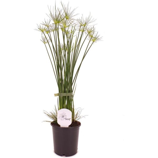 Erba Di Cipro Cyperus Haspan 60 Cm - Pianta Nana Di Papiro Per Il Soggiorno E L'ufficio | Durevole, Facile Da Curare, Purificatore D'aria, Ideale Per I Principianti-image