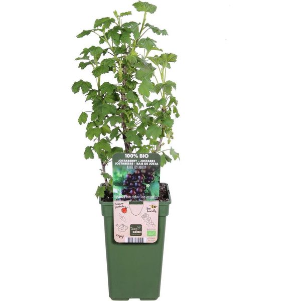 Arbusto Di Jostaberry 60-70 Cm - Ribes Jostaberry Berry Pianta Robusta, Ad Alto Rendimento, Resistente, Arbusto Da Frutto In Vaso-image