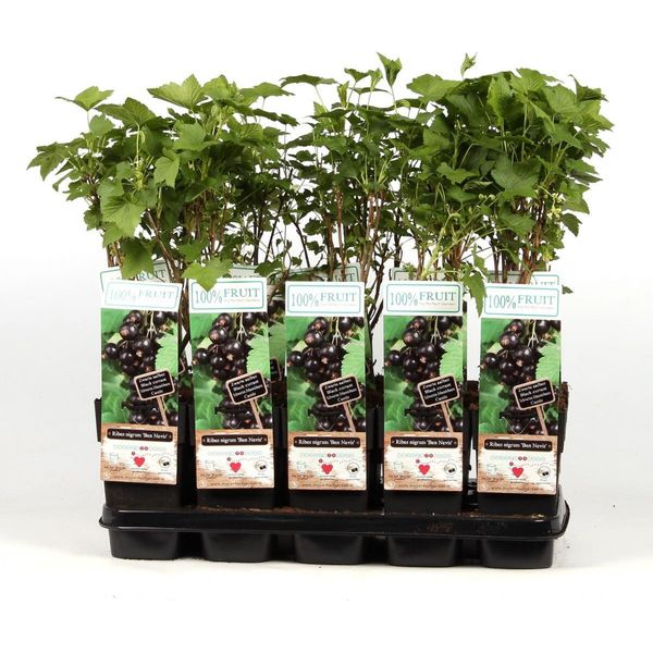 Ribes Nero - Ribes Nigrum - Ben Nevis 60-70 Cm - A Frutto Grosso, Robusto-image