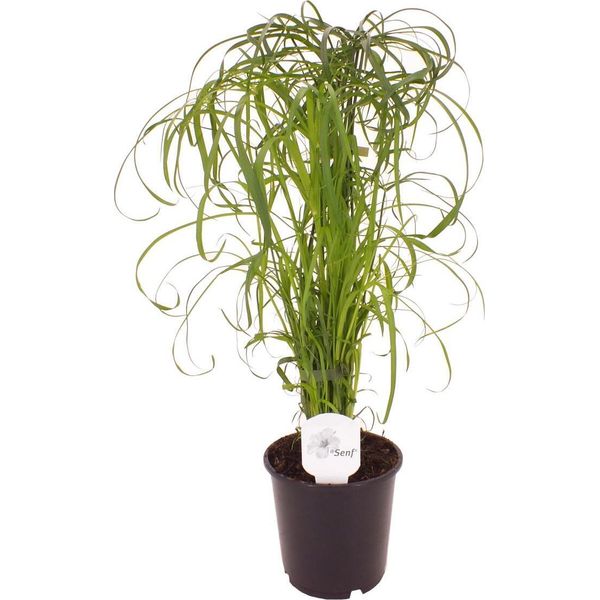 Erba Di Cipro Cyperus Water Palm 60 Cm - Pianta D'appartamento Di Facile Cura Per Zone Umide, Purificatore D'aria E Robusta Erba Per Interni Ed Esterni-image