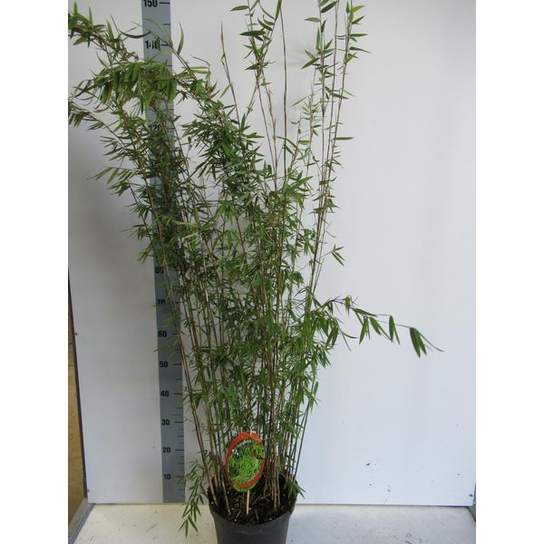 Fargesia Nitida 'Black Pearl' C5-5 Litri - Bambù Ombrello Nero-image