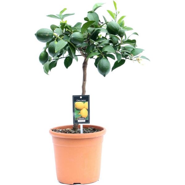 Albero Di Limone Meyer "Lisa"" 70-100 Cm - Citrus Meyer Lemon Con Fiori E Piccoli Frutti - Pianta Robusta E Facile Da Curare Per Il Giardino, Il Balcone E La Stanza"-image