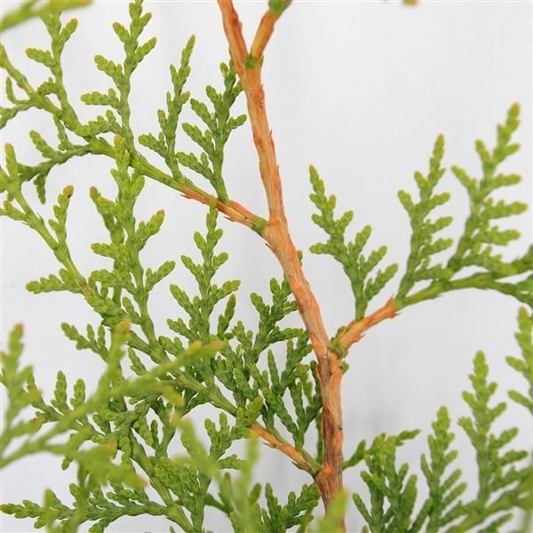 Arborvitae Brabant 80-100 Cm - Thuja Occidentalis - Pianta Da Siepe Sempreverde, Conifera Per La Privacy, Resistente, Facile Da Curare-image