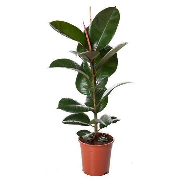 Albero Della Gomma Ficus Elastica Robusta 30-40 Cm - Pianta D'appartamento Di Facile Cura, Decorazione Verde Per Casa E Ufficio, Purificante Dell'aria-image