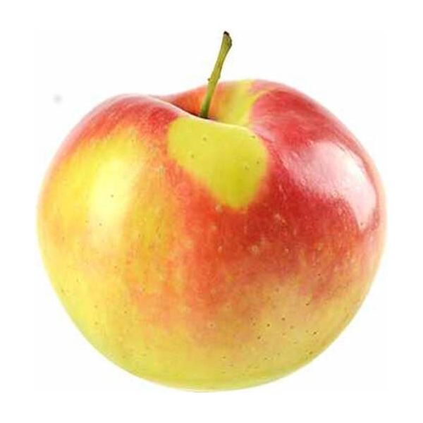 Melo Elstar A Mezzo Fusto 100-120 Cm In Vaso - Malus Domestica - Albero Da Frutto, Resistente, Coltivato In Vaso-image