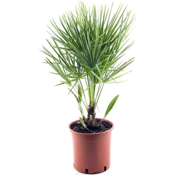 Palma Nana Resistente 30-35 Cm Chamaerops Humilis Una Delle Specie Di Palma Più Tolleranti Al Freddo In Europa-image