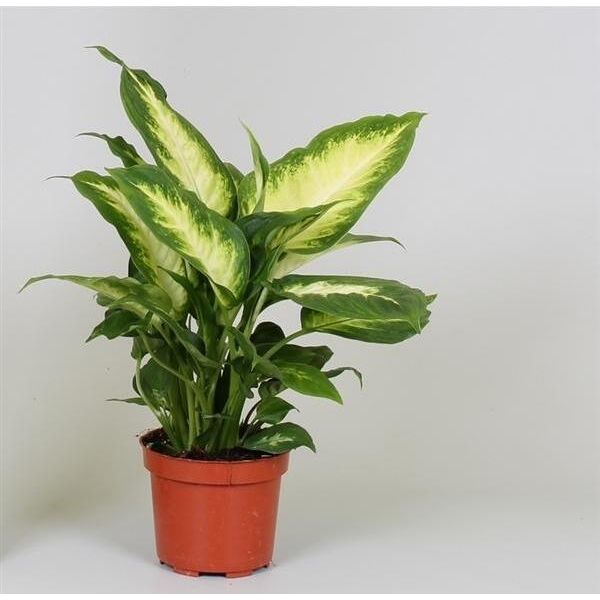Dieffenbachia Camilla 30 Cm - Pianta Da Appartamento Verde Per La Casa, Facile Da Curare, Ideale Per Gli Spazi Abitativi-image