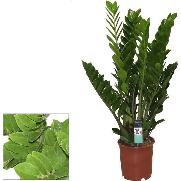 Zamioculcas Zamiifolia Zanzibar 110-120 Cm Piuma Fortunata - Pianta Decorativa Robusta Per La Casa, Facile Da Curare E Che Purifica L'aria-image