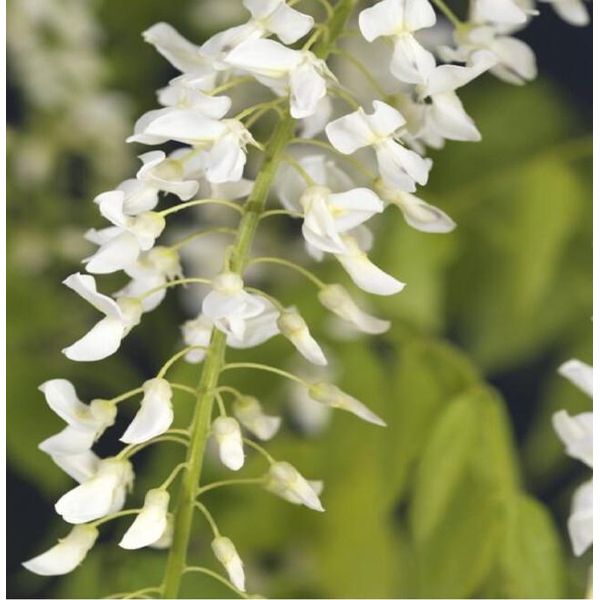 Wisteria Floribunda Alba - White Japanese Blue Rain 60-80 Cm, Pianta Rampicante, Resistente, Fiore Profumato, Pianta Ornamentale, Pianta Rampicante-image