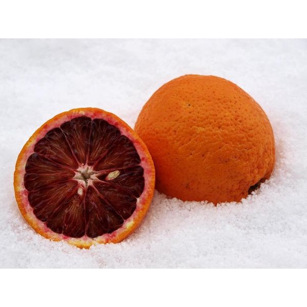 Citrus Sinensis Sanguinello 80-100 Cm - Arancia Rossa, Pianta Di Agrumi, Dolce E Aromatica, Ricca Di Vitamine, Resistente, Ideale Per Giardino, Terrazzo E Balcone-image