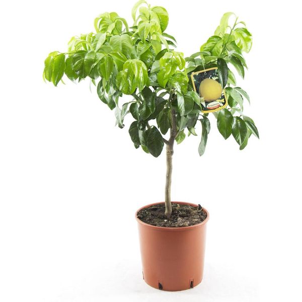 Pianta Di Bergamotto 80-100 Cm - Citrus Bergamia Fantastico - Pianta Di Agrumi Profumati Per Tè, Aromaterapia E Giardino - Acquista Ora!-image