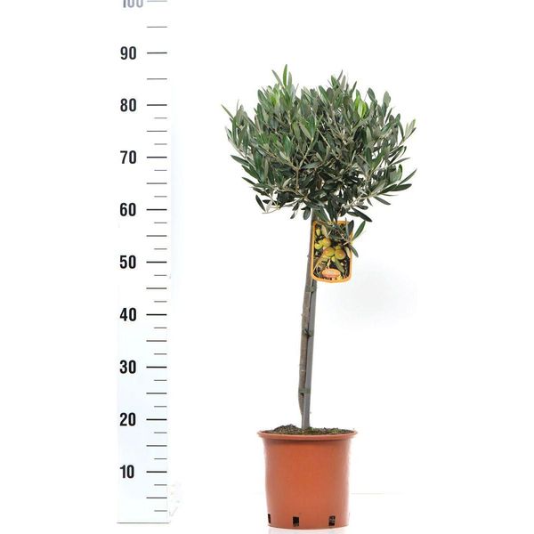 Olivo Olea Europea Fusto 100 Cm - Topiaria Per Giardino, Terrazza E Balcone-image