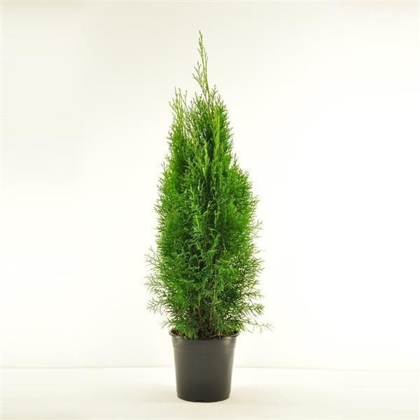 Thuja Occidentalis Smaragd Ca. 100 Cm Smaragd Lebensbaum-image