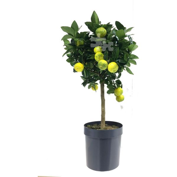 Tiglio Romano Dolce 'Pursha' - Citrus Limetta, Tiglio, Albero Di Limone, 70-100 Cm Incl. Vaso, Pianta Mediterranea In Vaso-image
