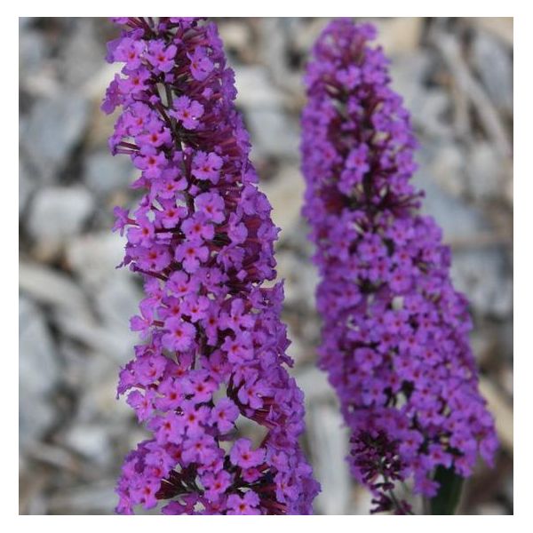 Buddleja Davidii Border Beauty 25-30 Cm Cespuglio Di Farfalle Lilla Estivo - Lancia Lilla-image