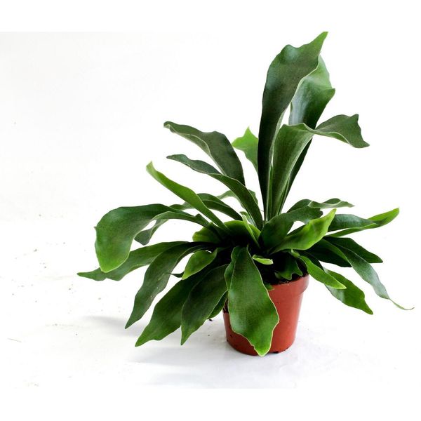 Felce Staghorn Di Circa 35 Cm - Platycerium Bifurcatum Pianta Da Appartamento In Vaso, Pianta Verde Decorativa Da Appendere E Appollaiare Per Interni-image