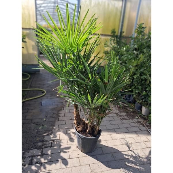 Palma A Fusto Multiplo Trachycarpus Ca. 160 Cm Incl. Vaso - Pianta Esotica Da Appartamento E Da Giardino, Resistente, Elegante Pianta In Vaso-image