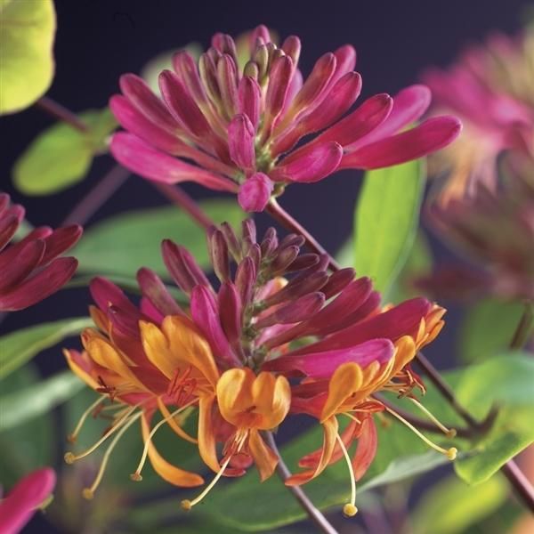 Caprifoglio Vero Lonicera Heckrottii Goldflame 40-60 Cm - Pianta Rampicante Profumata, Perenne Resistente Per Giardino E Balcone-image