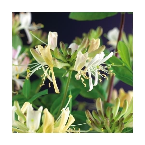 Il Caprifoglio Vero Lonicera Periclymenum Belgica, Noto Anche Come JeläNgerjelieber, è Una Pianta Rampicante Bella E Profumata Che Arricchisce Qualsiasi Giardino-image