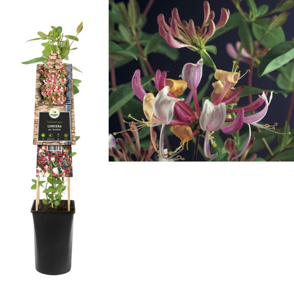 Caprifoglio Serotina Lonicera 60-80 Cm - Pianta Rampicante Profumata Resistente Alle Api-image