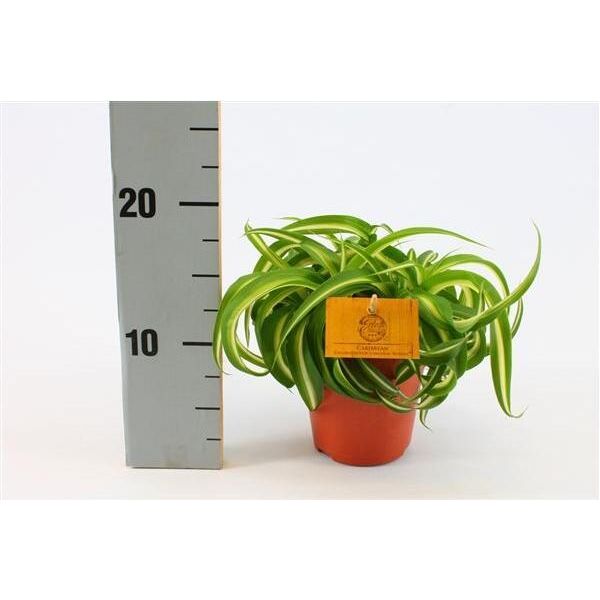 Giglio Verde Chlorophytum Comosum Bonnie 20Cm - Pianta D'appartamento Che Purifica L'aria, Facile Da Curare In Casa E In Ufficio-image