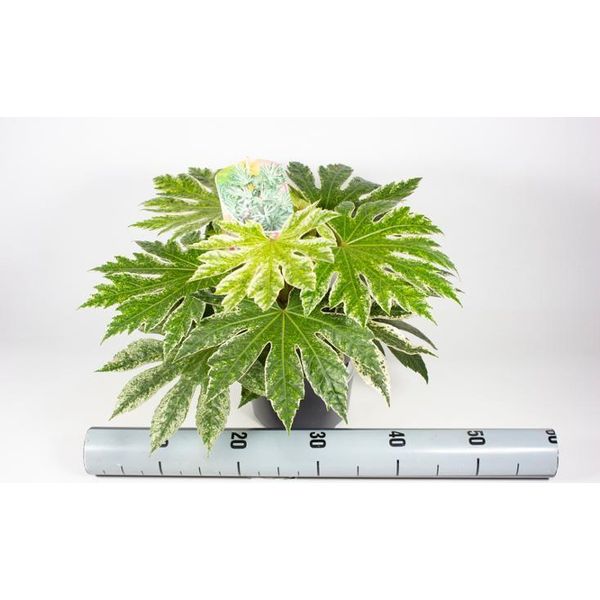 Fatsia Japonica Spiderweb 40 Cm - Aralia Da Interno, Pianta Verde, Facile Da Curare, Pianta Da Appartamento Decorativa, Pianta Da Appartamento Per La Casa-image