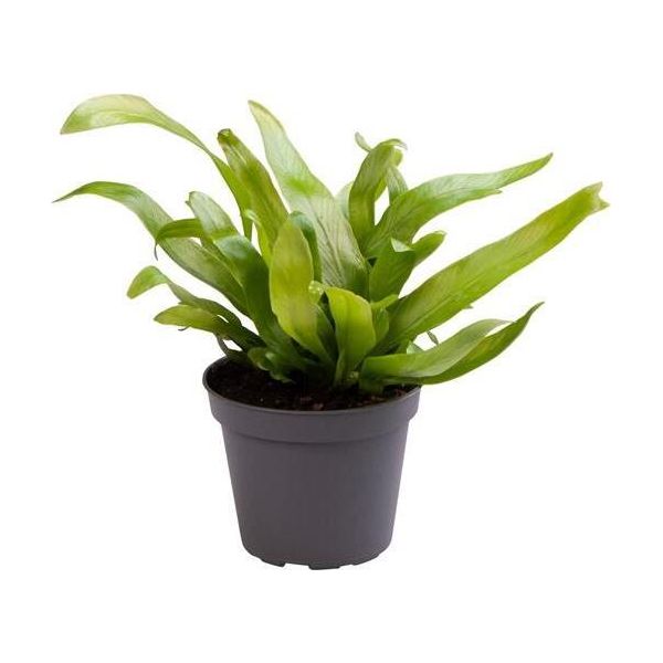 Asplenium 'Antiquum' Circa 25 Cm- Felce Nido - Felce Striata - Pianta Verde-image