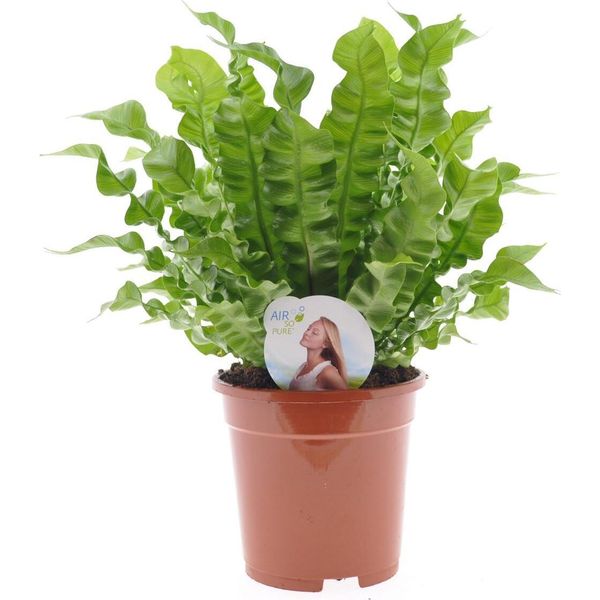 Asplenium Nidus 'Crispy Wave' 30 Cm - Felce Da Nido, Pianta D'appartamento Che Purifica L'aria, Pianta Verde Per La Casa-image