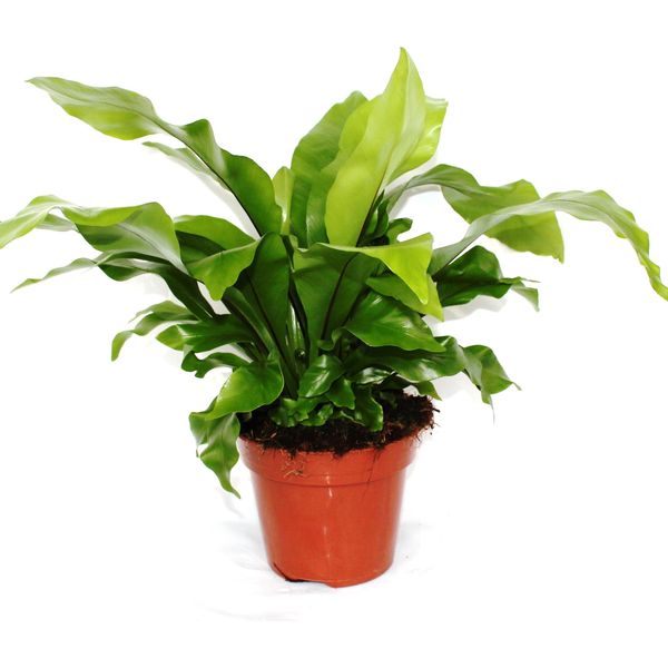 Asplenium Nidus Circa 30 Cm - Felce Da Nido - Pianta D'appartamento Che Purifica L'aria - Pianta Verde-image