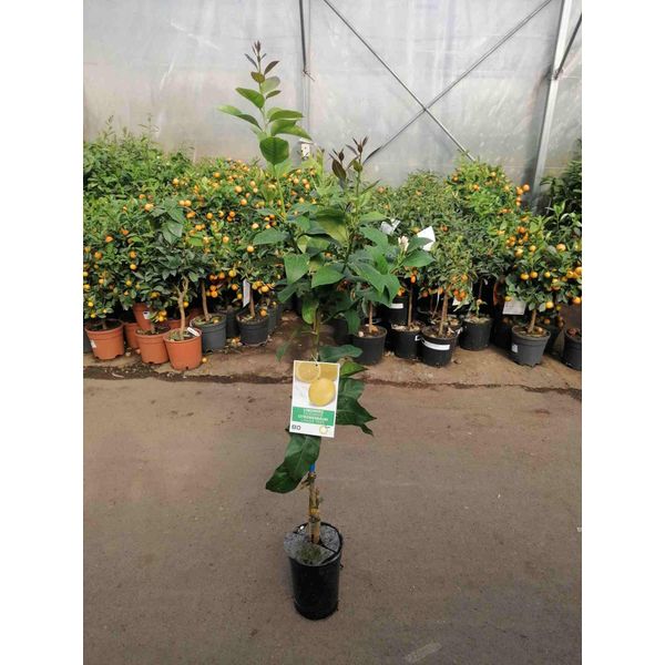 Citrus Limon Lunario Circa 120 Cm - Vero Albero Di Limoni - Limone Quattro Stagioni-image