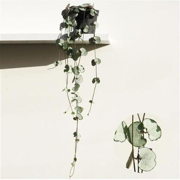 Ceropegia Woodii Silver Glory 15-20 Cm - Pianta Succulenta Da Appartamento - Pianta A Foglia Di Cuore - Pianta Rampicante - Pianta Da Appendere-image