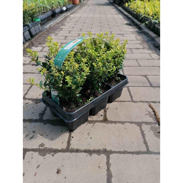 6 Pezzi Ilex 'Crenata' 20-25 Cm - Piante Da Siepe Di Agrifoglio Come Sostituto Del Bosso Per Giardino E Paesaggio-image