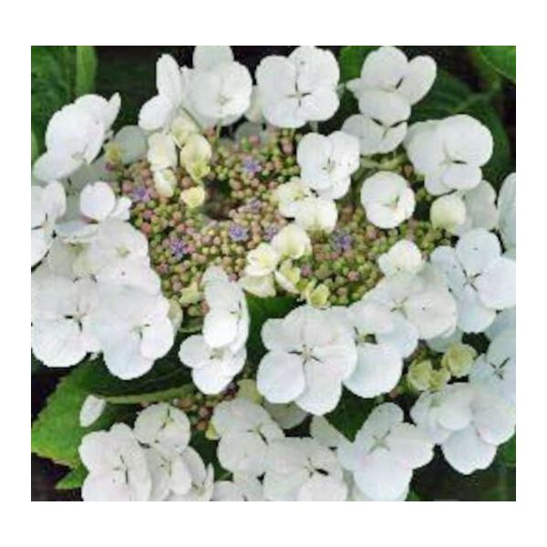 Hydrangea Macrophylla Benxi 20-30 Cm / Vaso 10,5 - Ortensia Dai Magnifici Fiori - Hydrangea Macrophylla-image