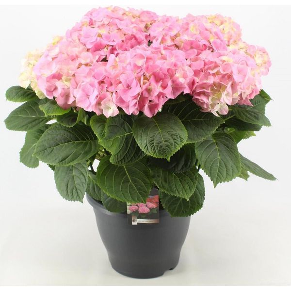 Hydrangea Macrophylla Early Pink 20-30 Cm / Vaso 10,5 - Ortensia Dai Magnifici Fiori-image