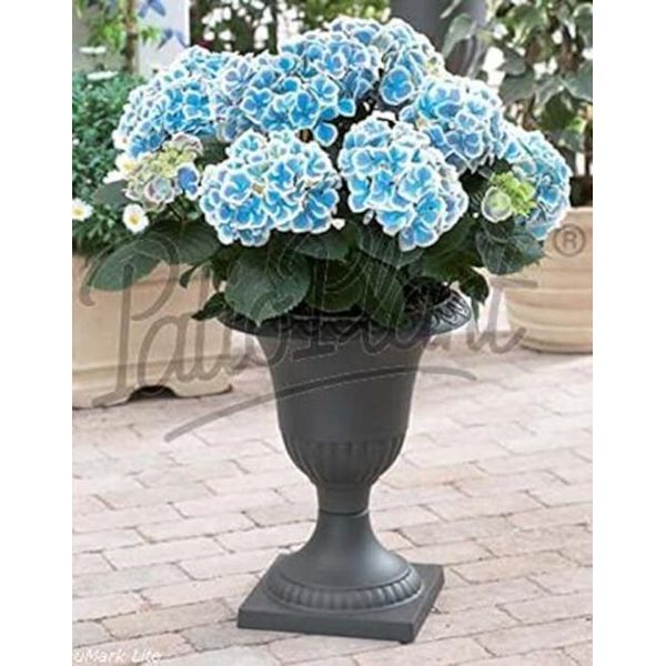Hydrangea Macrophylla Bavaria 20-30 Cm - Ortensia Contadina Dai Magnifici Fiori In Vaso Da 10,5 Cm-image