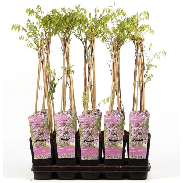 Wisteria Floribunda Rosea, Circa 60 Cm - Pianta Rustica E Rampicante Per Il Giardino E Il Patio-image
