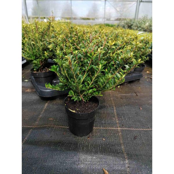 Ilex Crenata 'Glorie Gem' 20-25 Cm - 1 Pianta Di Agrifoglio Come Sostituto Del Bosso Per Siepi, Giardini E Recinzioni, Sempreverde, Resistente-image