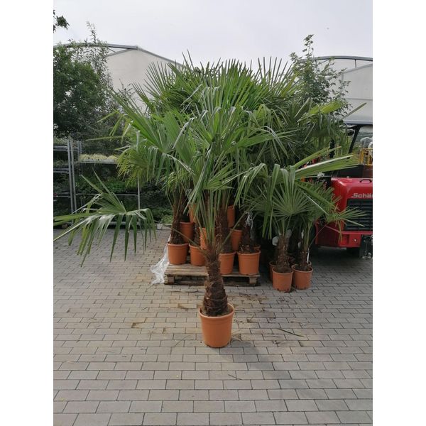 Palma Della Canapa Cinese 160-180 Cm Trachycarpus Fortunei-image