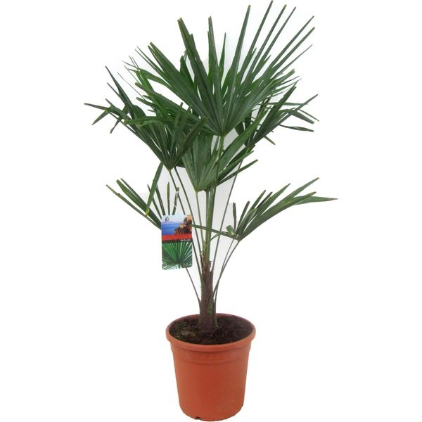 Voce Speciale Palma Della Canapa Cinese 70-100 Cm Trachycarpus Fortunei-image